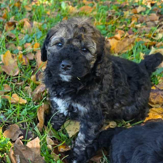Mini F1b Pinto  - Bernedoodle Male