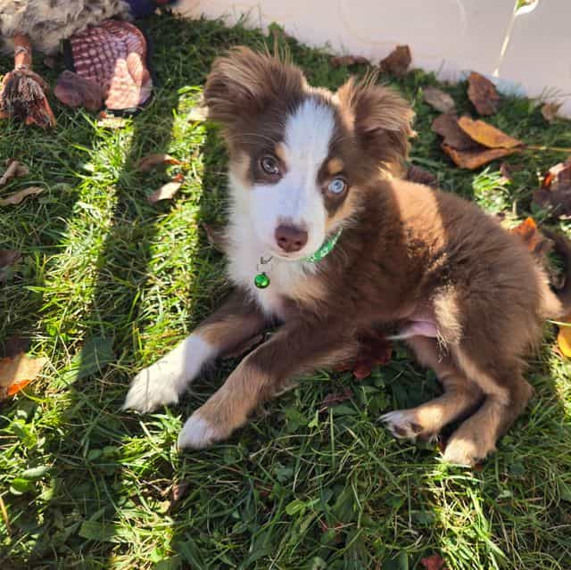 Charlie  - Miniature American Shepherd (Mini Aussie) Male