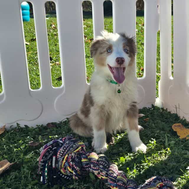 Jasper - Miniature American Shepherd (Mini Aussie) Male