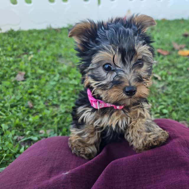 Bella - Yorkshire Terrier Female