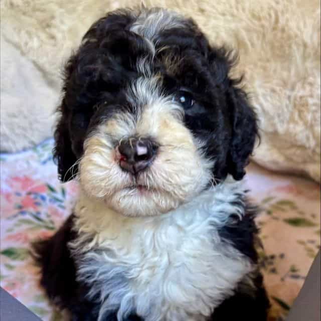 Mocha - Bernedoodle Female