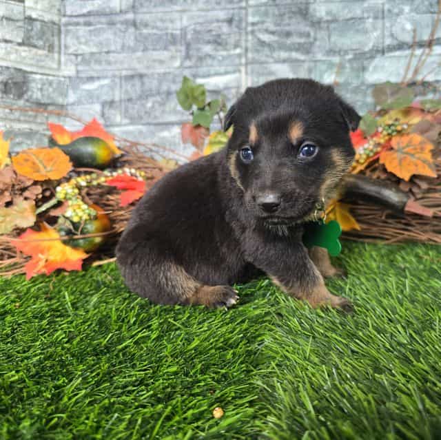 Hunter - German Shepherd Dog Male