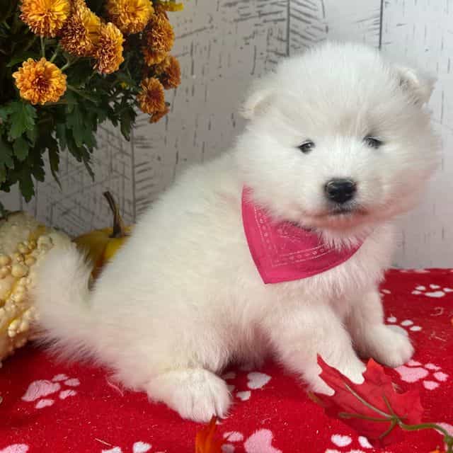 Nova - Samoyed Female