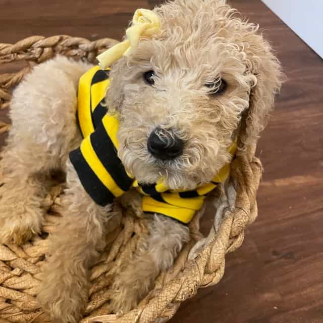 Summer  - Standard Poodle Female