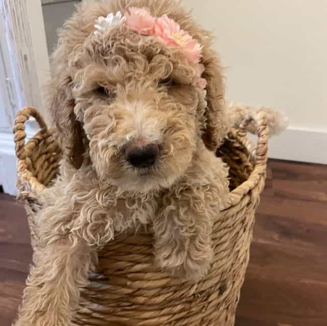 Winnie - Standard Poodle Female
