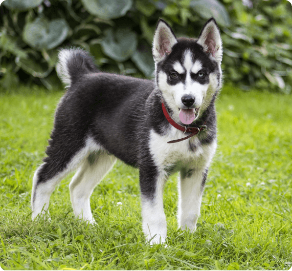 Miniature Husky Puppies for Sale
