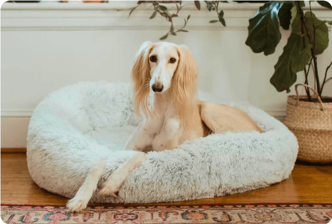 White dog sitting in a bed in an apartment