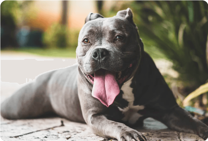 Grey American Bulldog sitting with tongue out