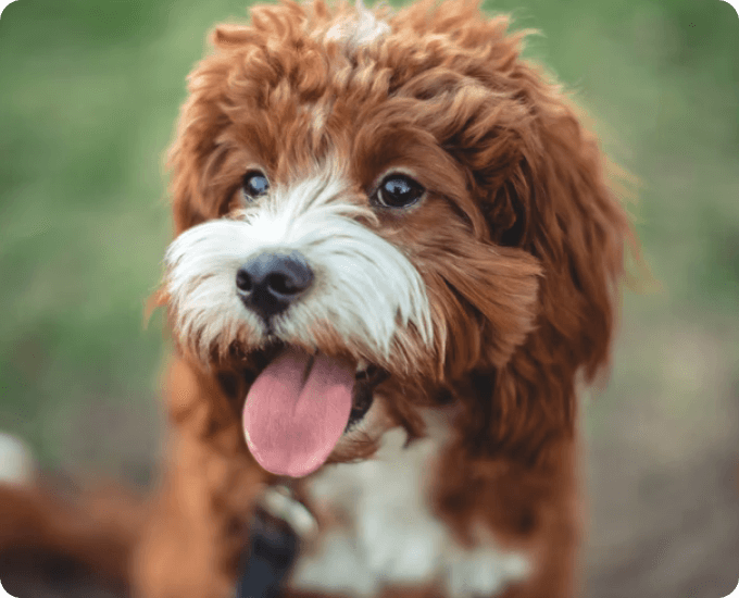 Poodle mix dog with tongue out