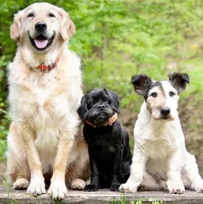 Dogs in Oregon