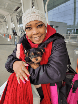 Miniature Bull Terrier Puppies for Sale | MawooPets.com