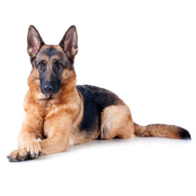 German Shepherd Dog sitting and posing