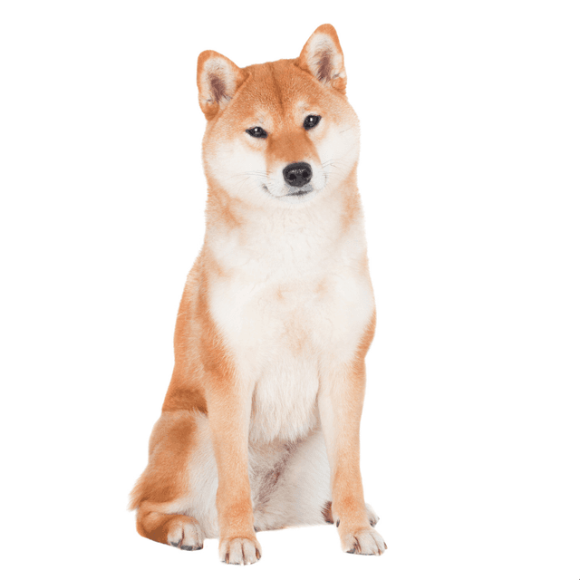 milo shiba inu jellycat