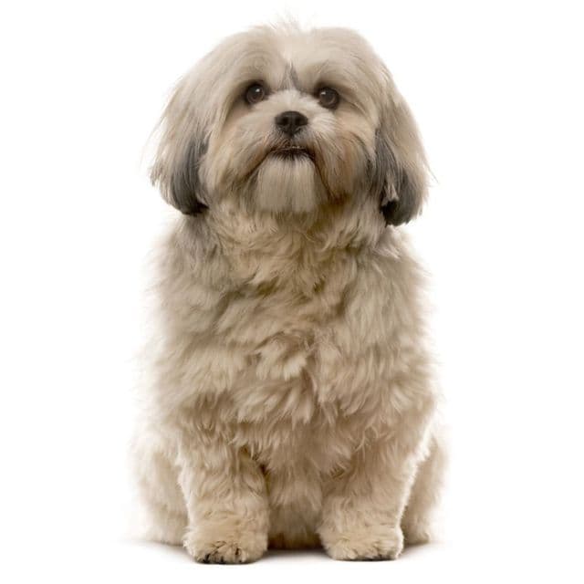 Shih-Poo sitting and posing