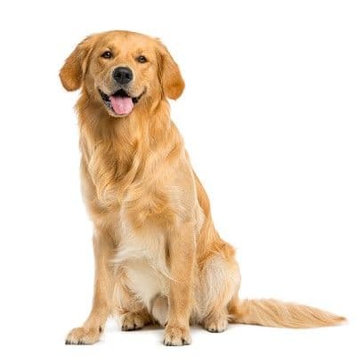 Golden Retriever sitting and posing