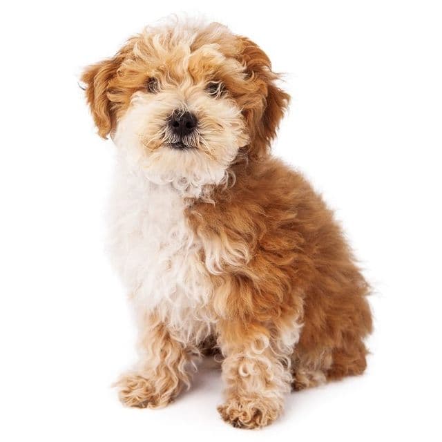 Havapoo sitting and posing