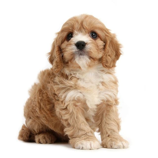 Cavapoo sitting and posing