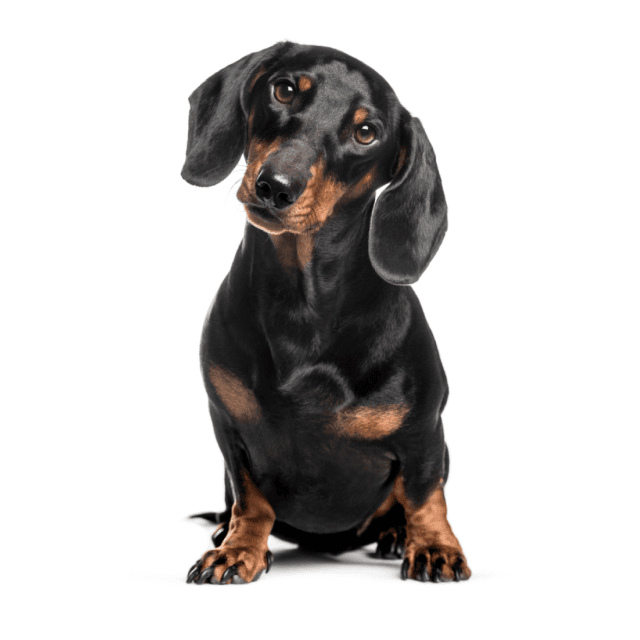 Dachshund sitting and posing