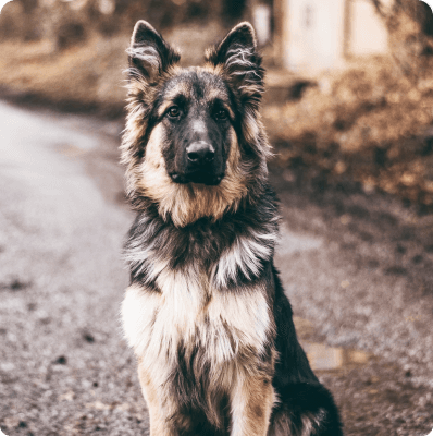 Dogs in Pennsylvania