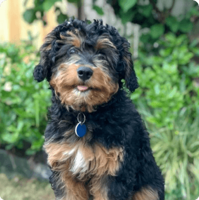 Dogs in Connecticut