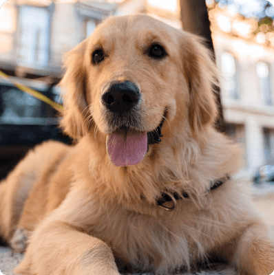 Dogs in Connecticut