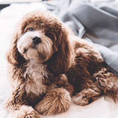 Dogs in Puerto Rico