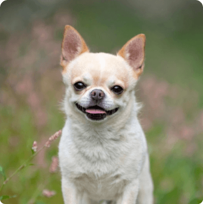 Dogs in California