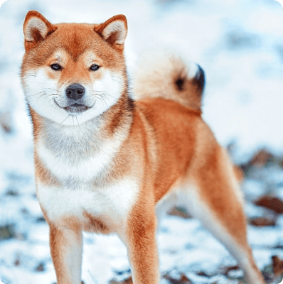 Dogs in Colorado