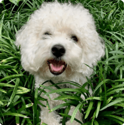 Dogs in Delaware