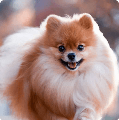Dogs in Pennsylvania