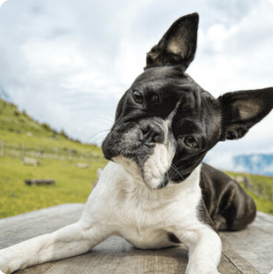 Dogs in Pennsylvania