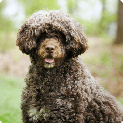 Dogs in Pennsylvania