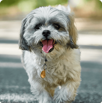 Dogs in Prince Edward Island