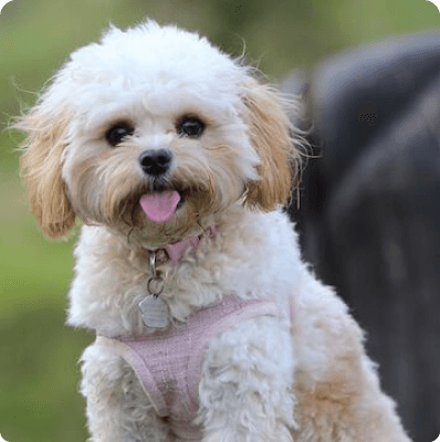 Dogs in Pennsylvania