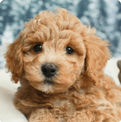 Dogs in Oregon