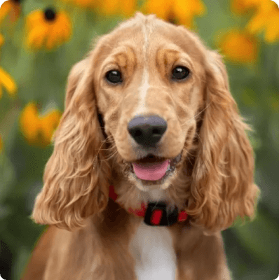 Dogs in California