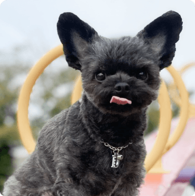 Dogs in Oregon