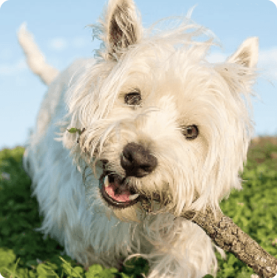 Dogs in Connecticut