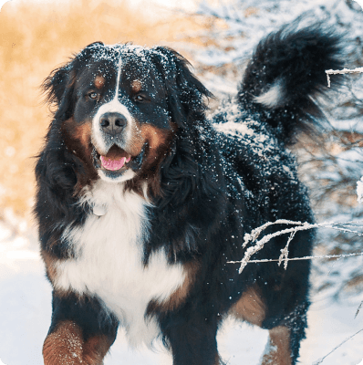 Dogs in Nebraska