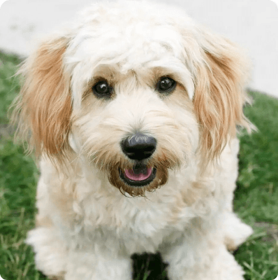 Dogs in Indiana
