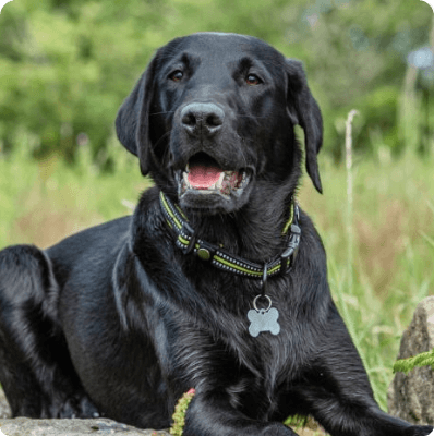 Dogs in Pennsylvania
