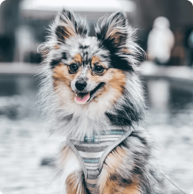 Dogs in Oregon