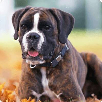 Dogs in Nebraska