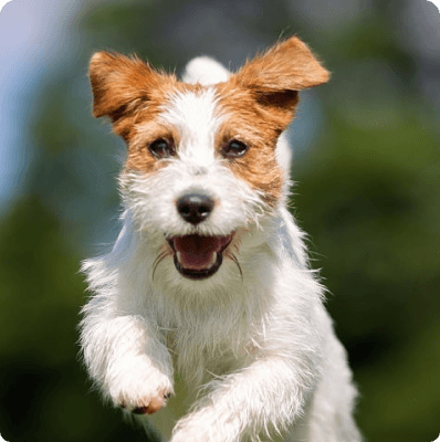 Dogs in Connecticut