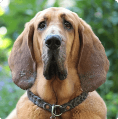 Dogs in Oregon