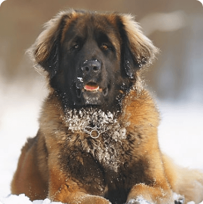 Dogs in Alaska