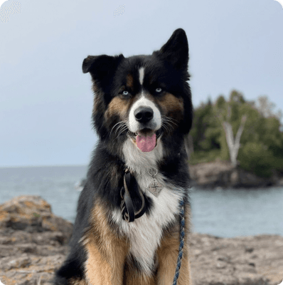 Dogs in Idaho