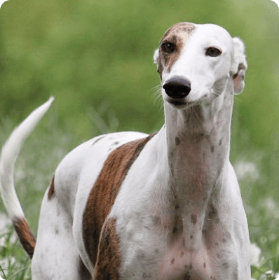 Dogs in Oregon