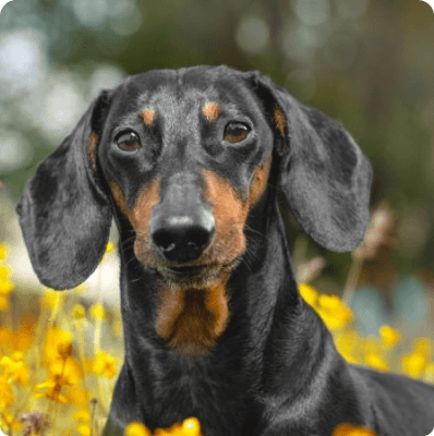 Dogs in Missouri