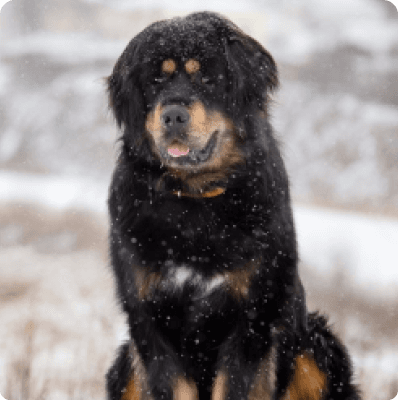 Dogs in Oregon